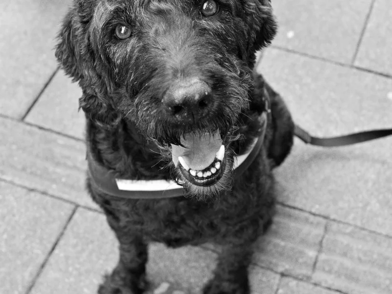 Newcastle Leather Weekend